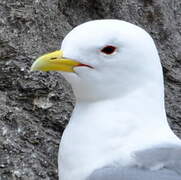 Black-legged Kittiwake