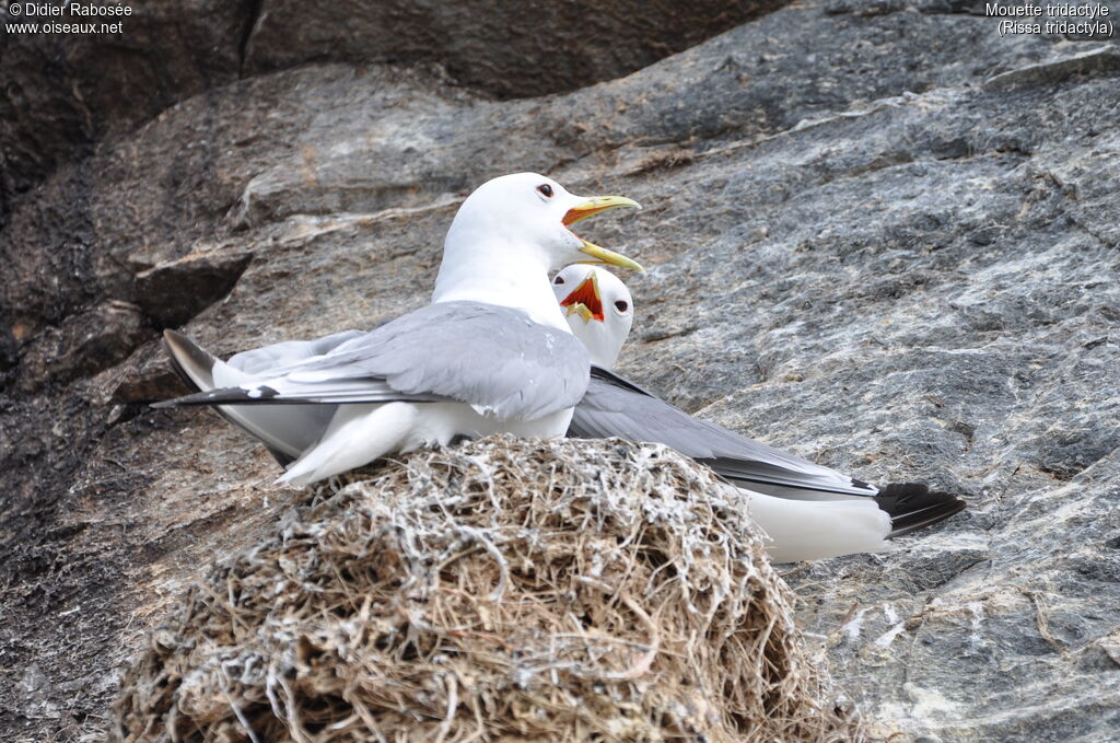 Black-legged Kittiwake adult breeding, Reproduction-nesting