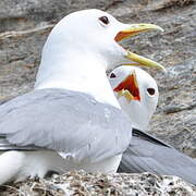 Black-legged Kittiwake