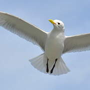 Black-legged Kittiwake