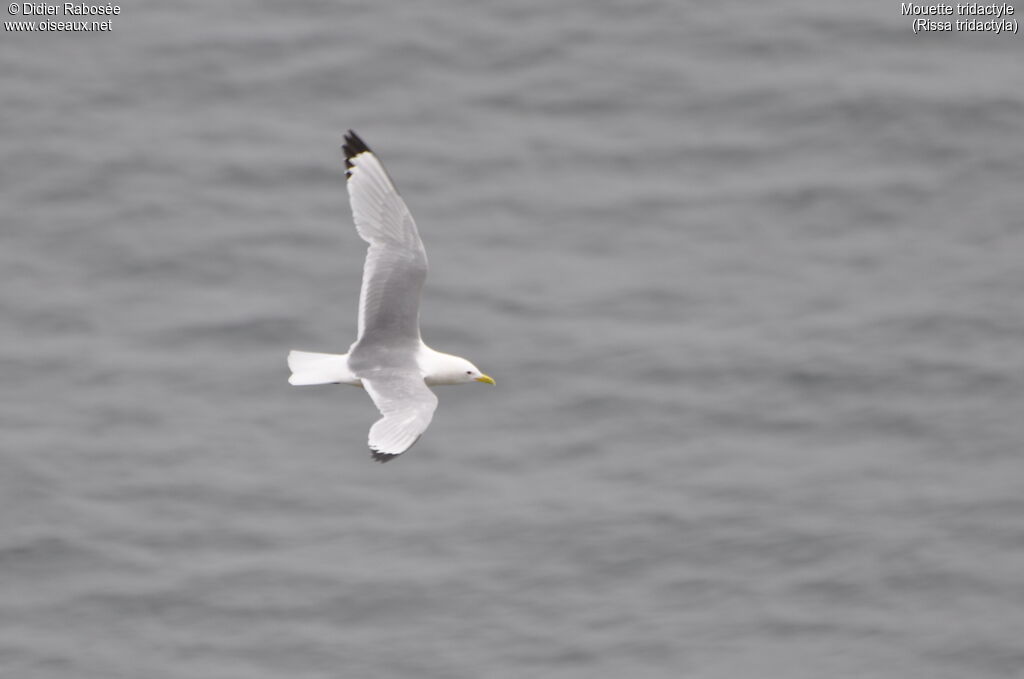 Black-legged Kittiwakeadult breeding, Flight