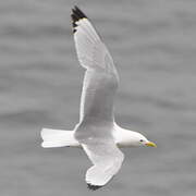 Black-legged Kittiwake