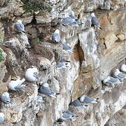 Black-legged Kittiwake