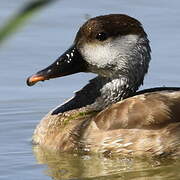 Red-crested Pochard