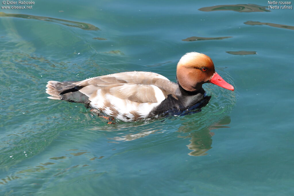 Red-crested Pochard male