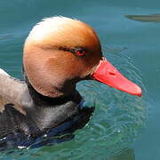 Red-crested Pochard