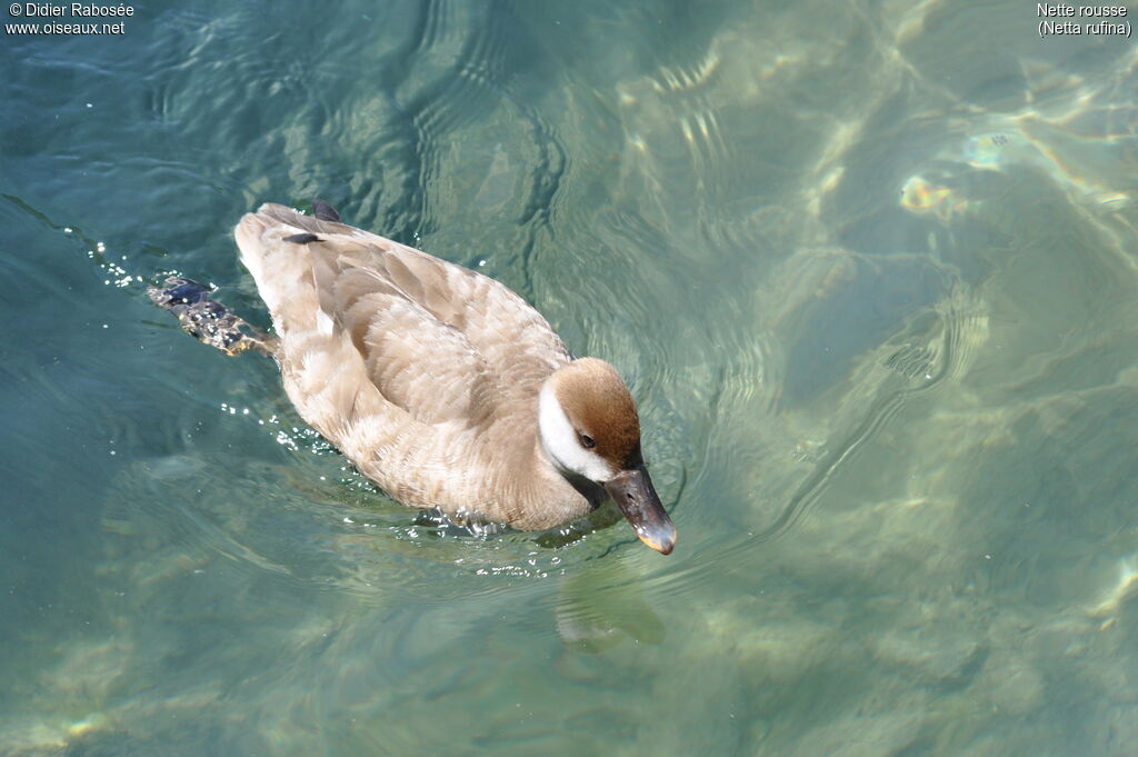 Nette rousse femelle