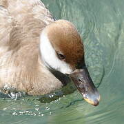 Red-crested Pochard