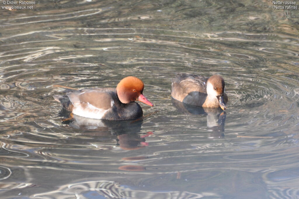 Red-crested Pochard 