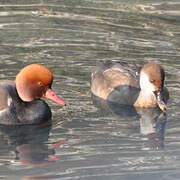 Red-crested Pochard