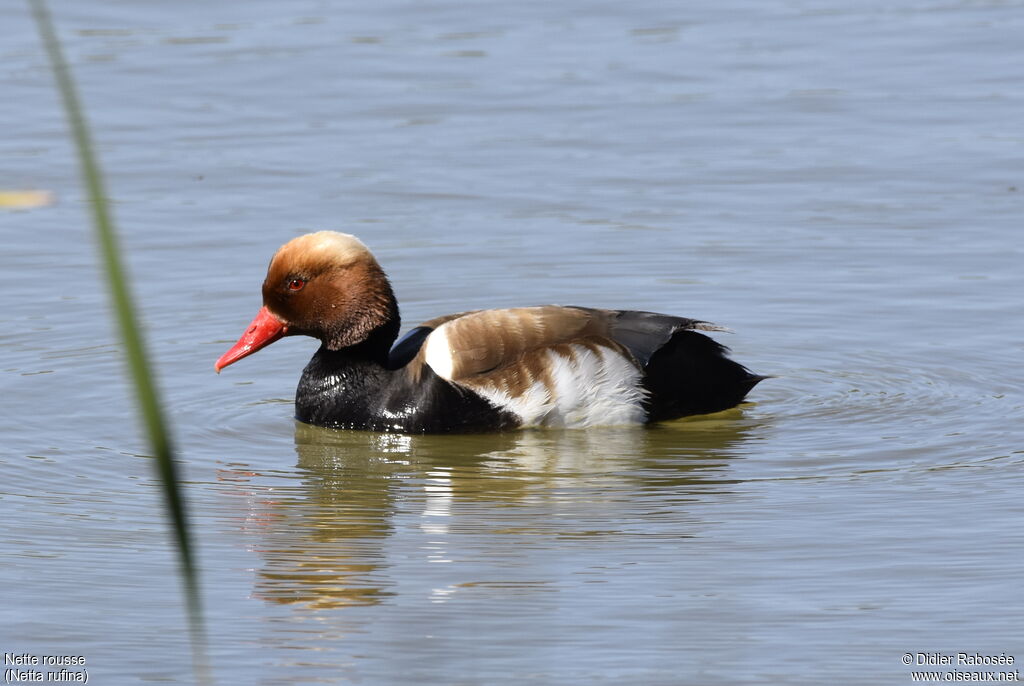 Nette rousse mâle adulte