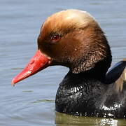 Red-crested Pochard