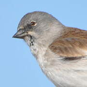 White-winged Snowfinch