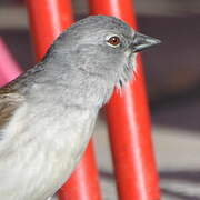 White-winged Snowfinch