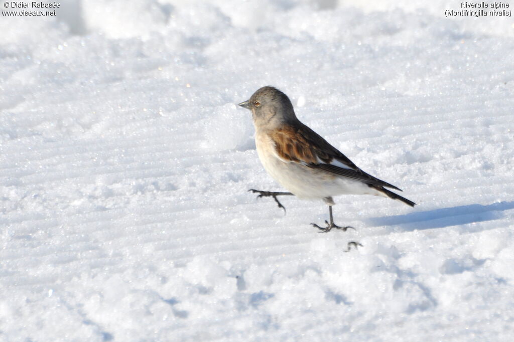 White-winged Snowfinch