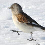 White-winged Snowfinch