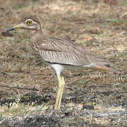 Senegal Thick-knee