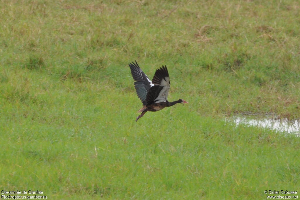 Spur-winged Goose