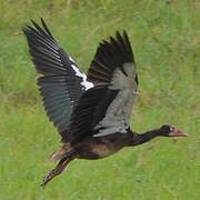 Spur-winged Goose