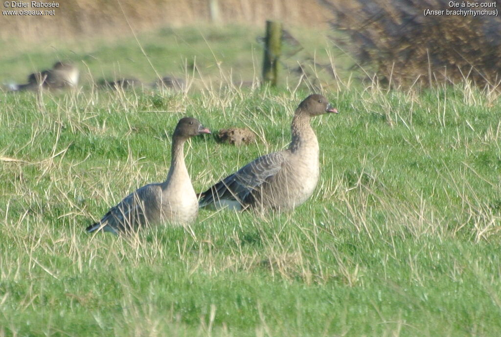 Pink-footed Goose