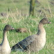 Pink-footed Goose