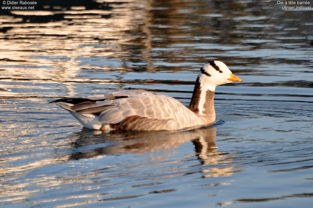 Bar-headed Gooseadult