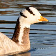 Bar-headed Goose