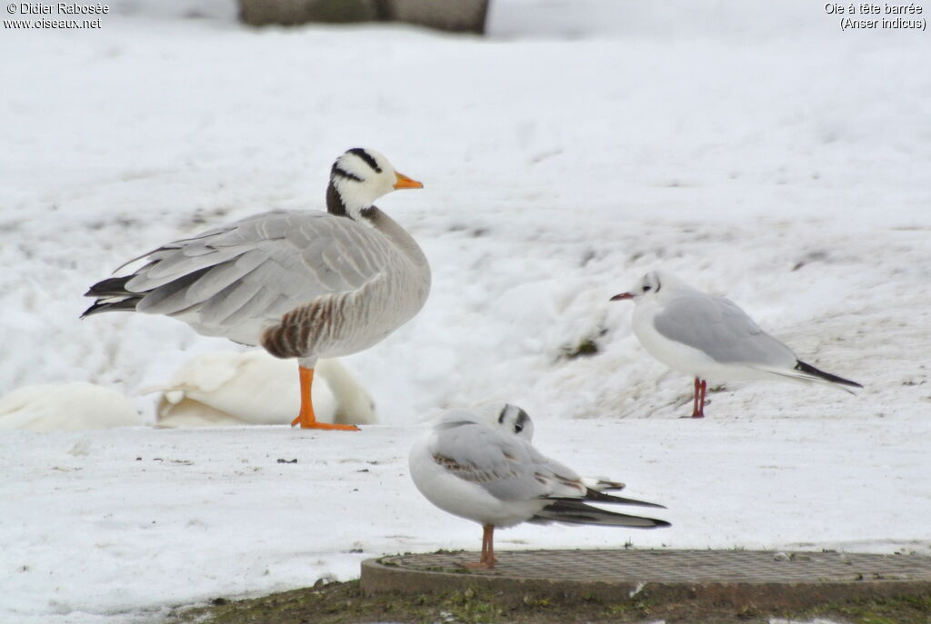 Bar-headed Gooseadult