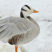 Bar-headed Goose