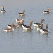 Greylag Goose