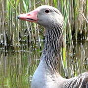 Greylag Goose