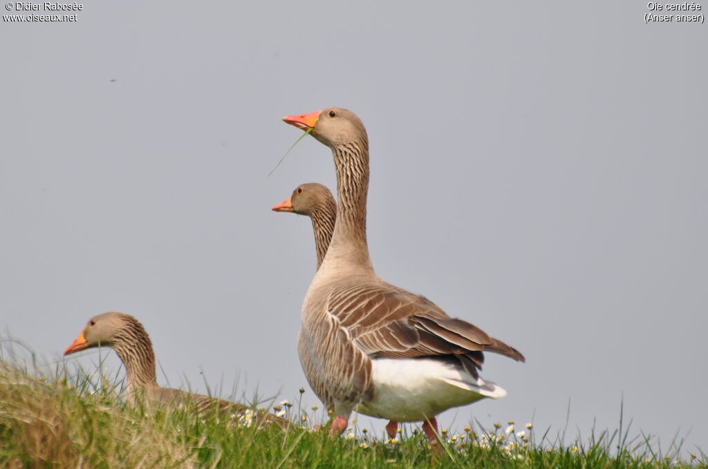 Greylag Goose