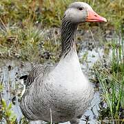 Greylag Goose