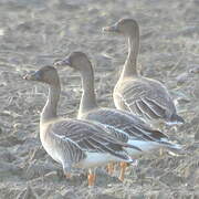 Tundra Bean Goose