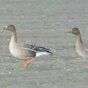 Tundra Bean Goose