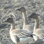 Tundra Bean Goose