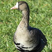 Greater White-fronted Goose