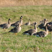 Greater White-fronted Goose