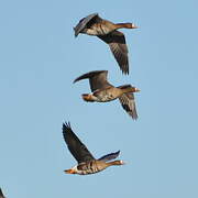 Greater White-fronted Goose