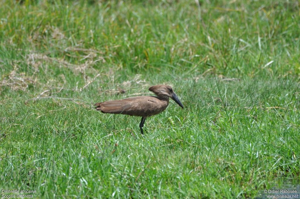 Hamerkop