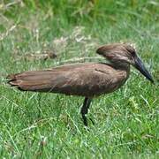 Hamerkop