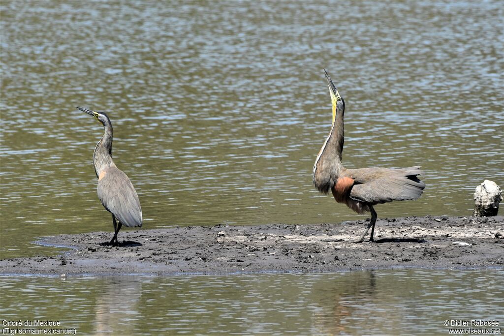 Bare-throated Tiger Heronadult breeding, courting display