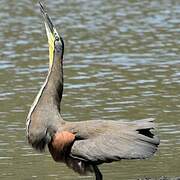 Bare-throated Tiger Heron