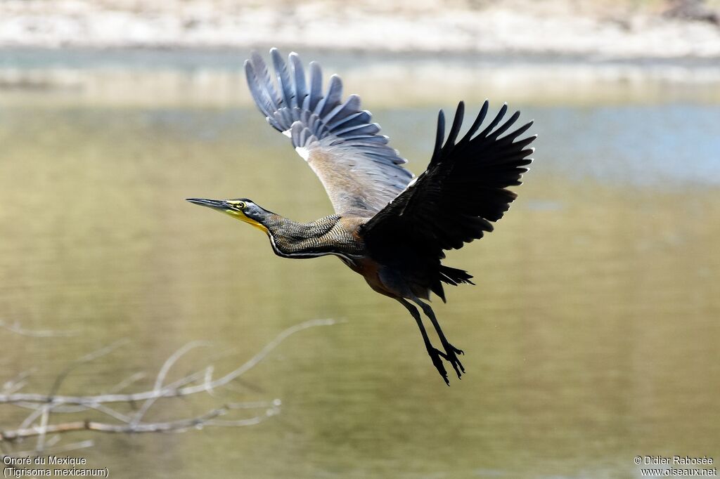 Bare-throated Tiger Heronadult, Flight