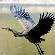 Bare-throated Tiger Heron