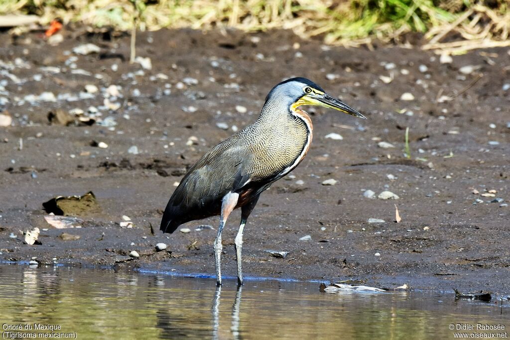 Bare-throated Tiger Heronadult