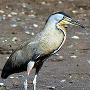 Bare-throated Tiger Heron