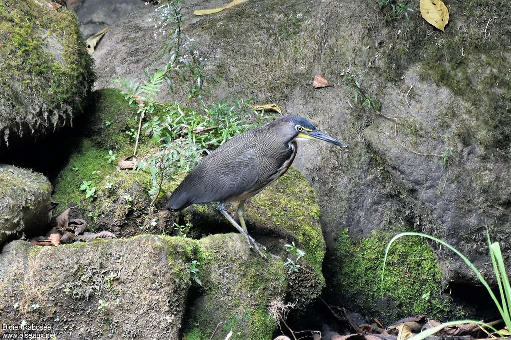 Onoré fasciéadulte, habitat