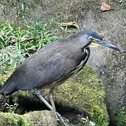 Fasciated Tiger Heron