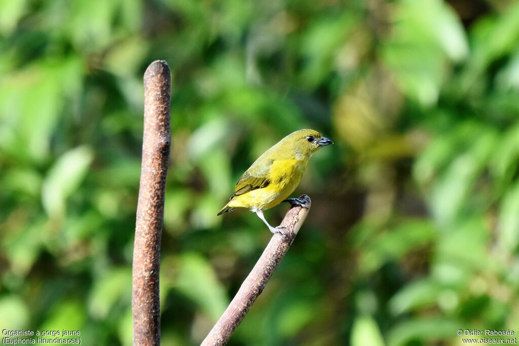 Yellow-throated Euphonia female